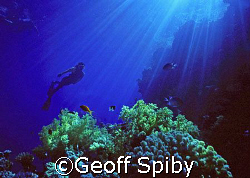 snorkelling near Na`ama Bay in the Red Sea by Geoff Spiby 